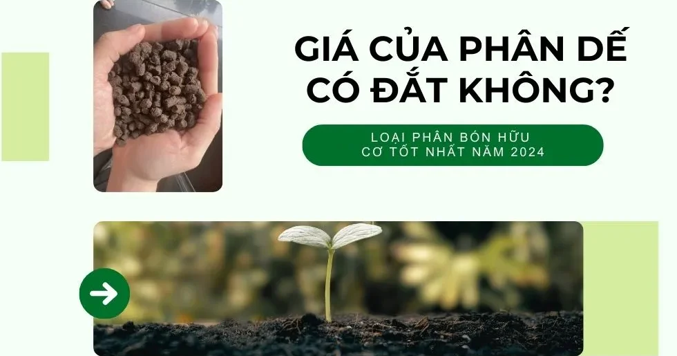 Giá phân dế có đắt không - Loại phân bón hữu có tốt nhất 2024