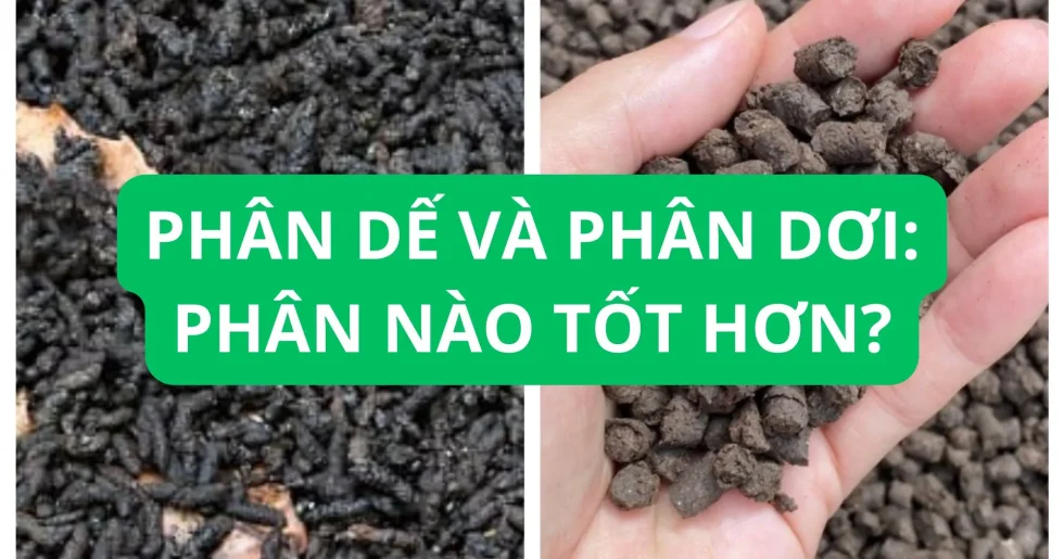 Phân dế và phân dơi: Phân nào tốt hơn?