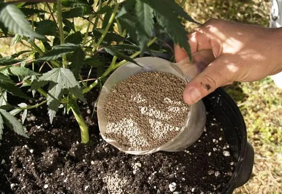 Bón phân cho cây trồng trong chậu như thế nào?