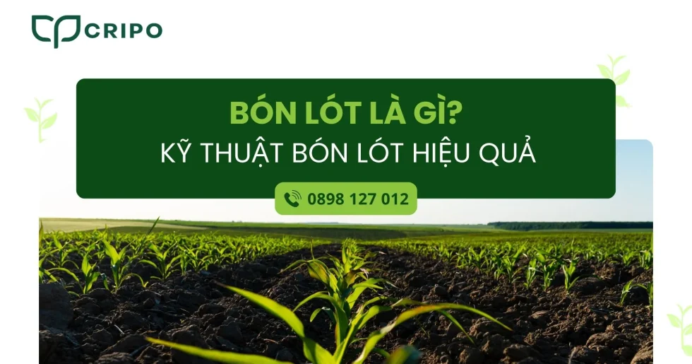 Bón lót là gì? Kỹ thuật bón lót hiệu quả trong nông nghiệp hiện đại