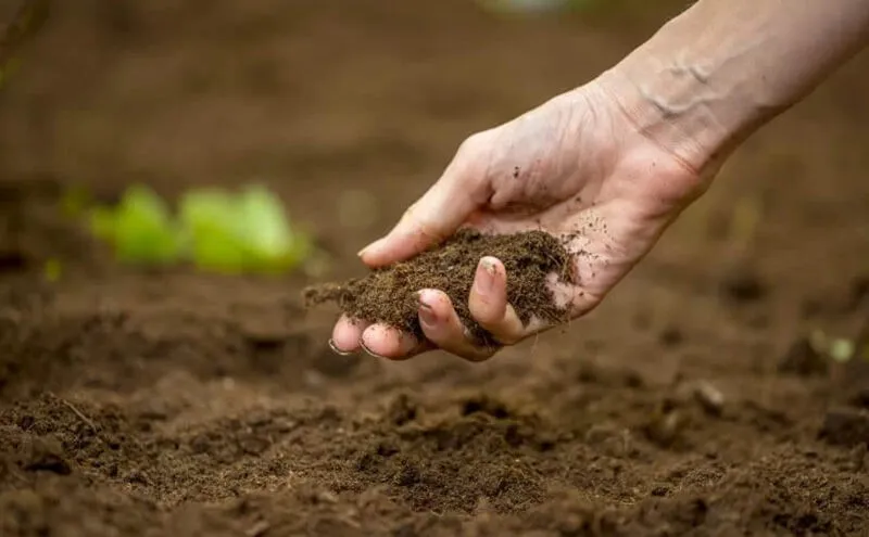 Các loại đất trồng phổ biến ở Việt Nam - Đất phù sa