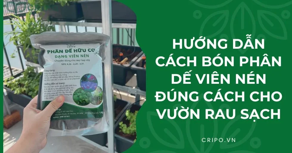 Hướng dẫn cách bón phân dế viên nén đúng cách cho vườn rau sạch