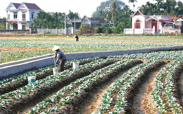 Các phương pháp bón thúc phổ biến hiện nay - Bón theo rãnh