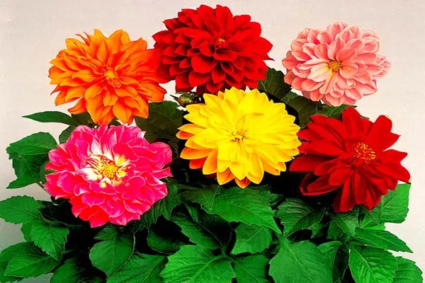 Tết này trồng hoa gì - Hoa thược dược