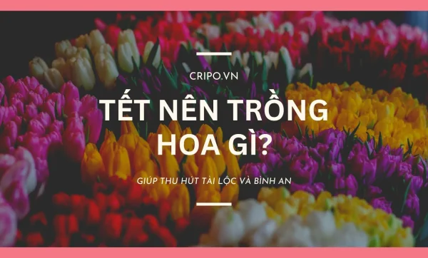 Tết này trồng hoa gì giúp thu hút tài lộc và bình an?