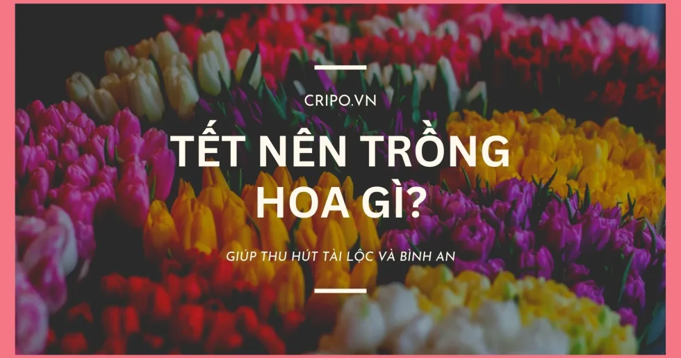 Tết này trồng hoa gì giúp thu hút tài lộc và bình an?