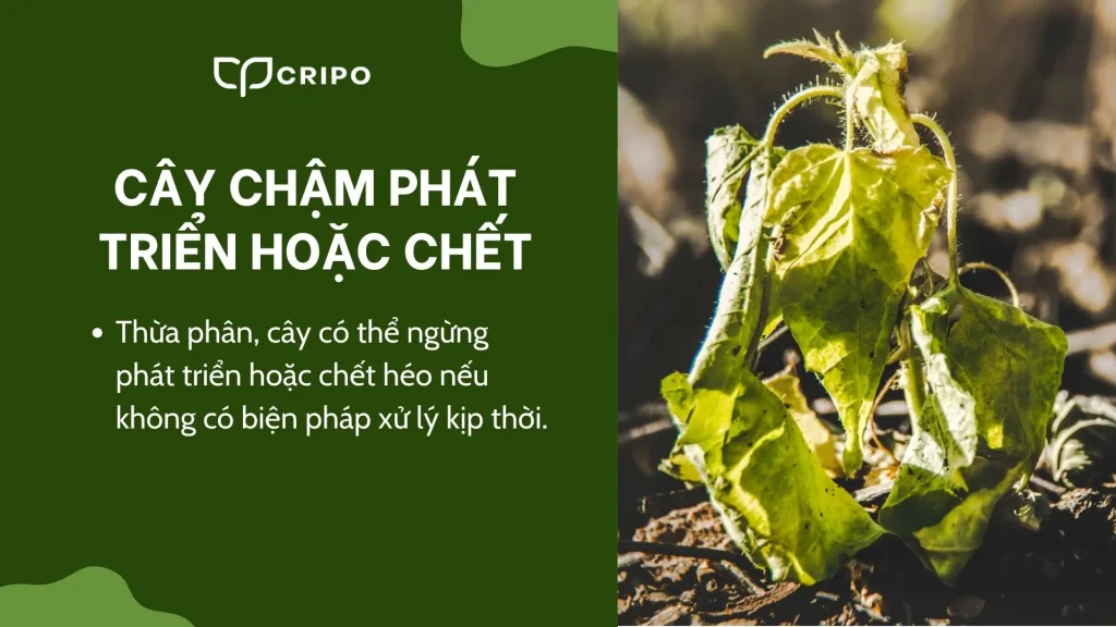 Dấu hiệu nhận biết cây bị thừa phân bón - Cây chậm phát triển hoặc chết
