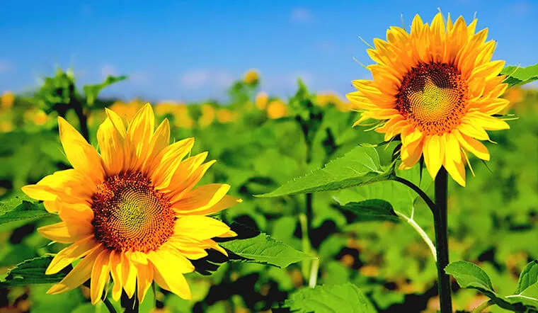 Tết này trồng hoa gì - Hoa hướng dương