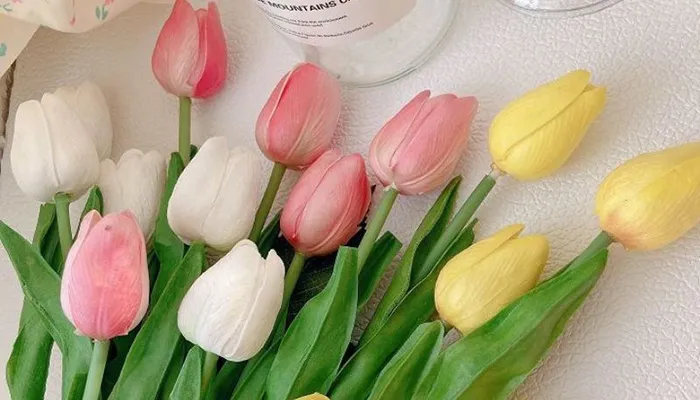 Tết này trồng hoa gì - Hoa tulip