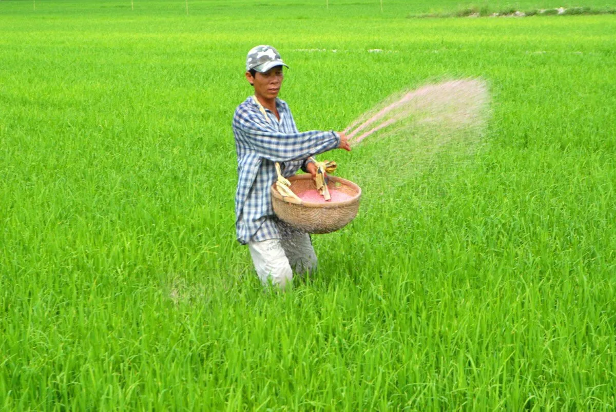 Các phương pháp bón thúc phổ biến hiện nay - Bón vãi