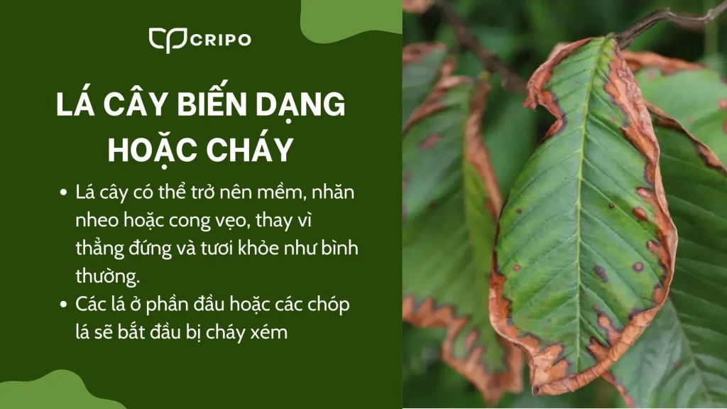 Dấu hiệu nhận biết cây bị thừa phân bón - Lá cây biến dạng hoặc cháy