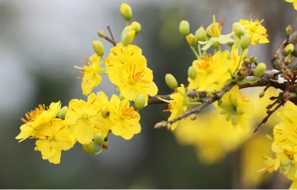 Tết này trồng hoa gì - Hoa mai