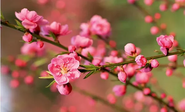 Bí quyết trồng và chăm sóc đào sau tết cho hoa nở đẹp năm sau