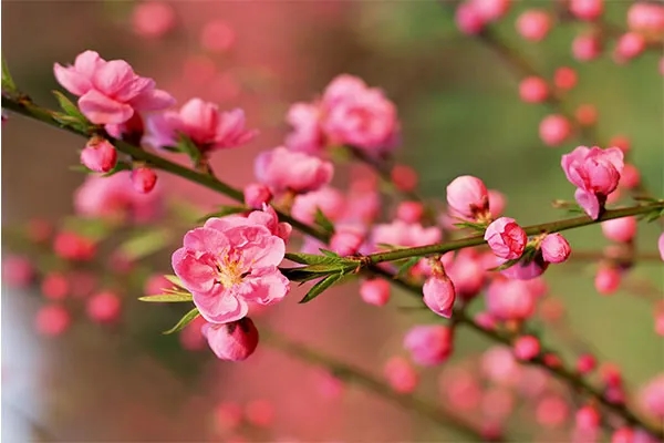 Bí quyết trồng và chăm sóc đào sau tết cho hoa nở đẹp năm sau