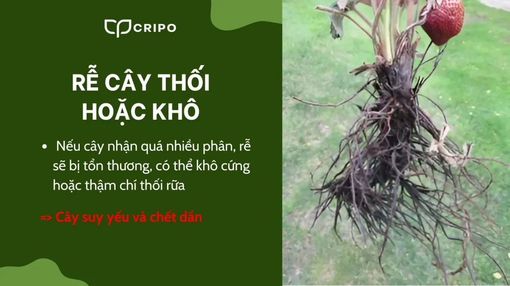 Dấu hiệu nhận biết cây bị thừa phân bón - Rễ cây thối hoặc khô