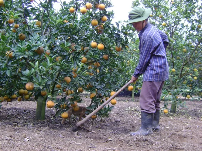 Bón thúc cho cây ăn quả