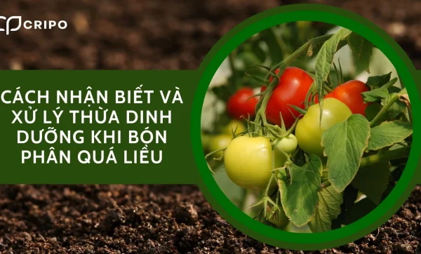 Cách nhận biết và xử lý thừa dinh dưỡng trong đất khi bón phân quá liều