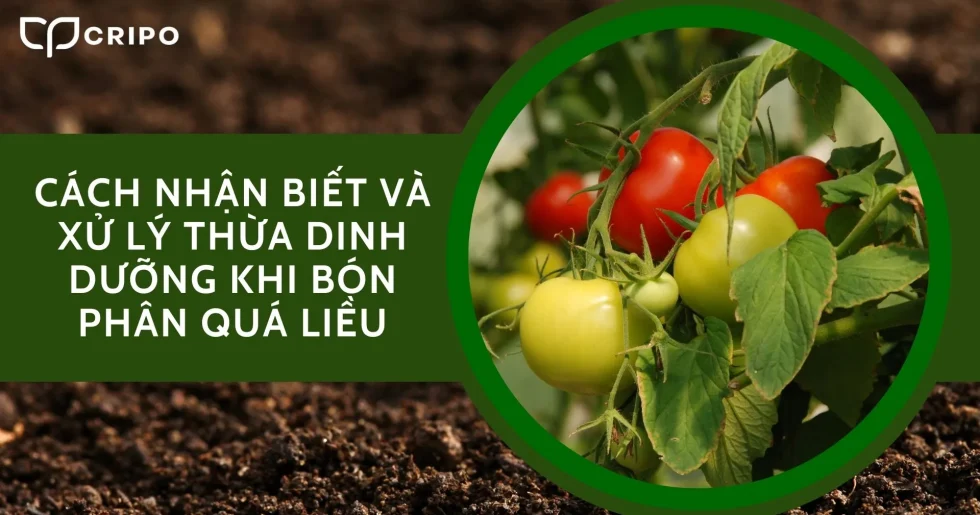 Cách nhận biết và xử lý thừa dinh dưỡng trong đất khi bón phân quá liều