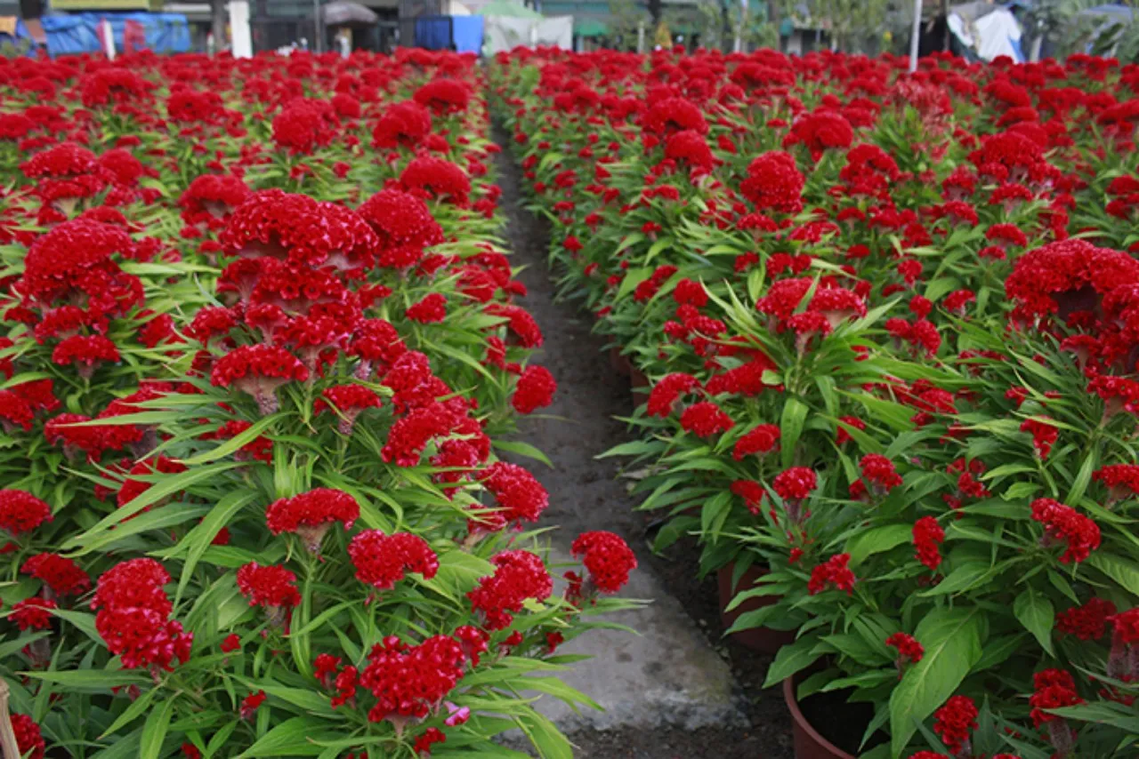 Tết này trồng hoa gì - Hoa mào gà