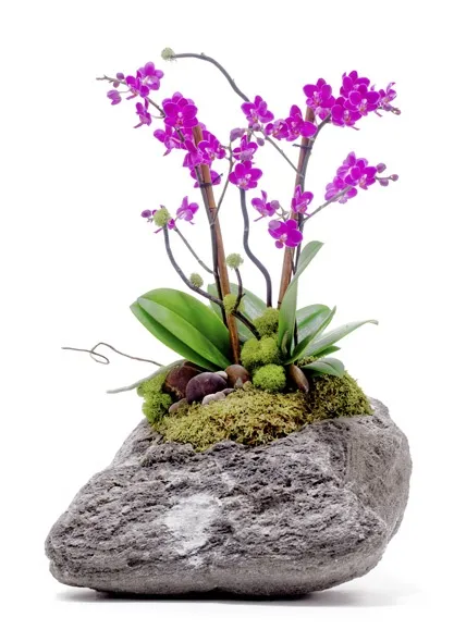 Một số phong cách thiết kế vườn lan đẹp - Trồng lan trên đá