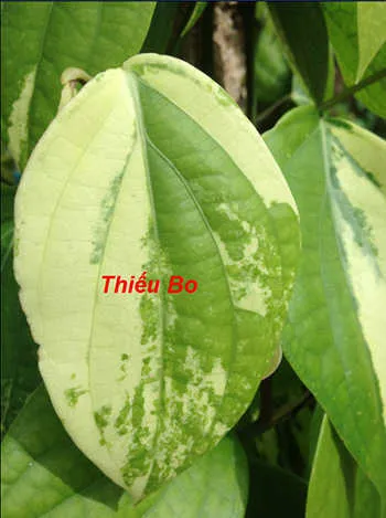 13 dấu hiệu thiếu dinh dưỡng ở cây trồng - Thiếu bo