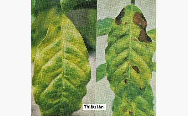 13 dấu hiệu thiếu dinh dưỡng ở cây trồng - Thiếu lân
