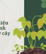 13 dấu hiệu thiếu dinh dưỡng ở cây trồng và cách cứu chữa