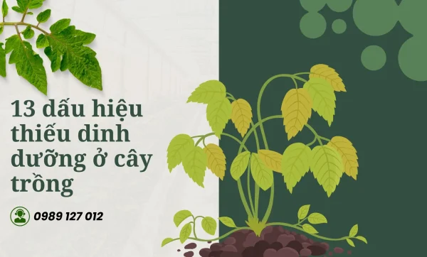 13 dấu hiệu thiếu dinh dưỡng ở cây trồng và cách cứu chữa