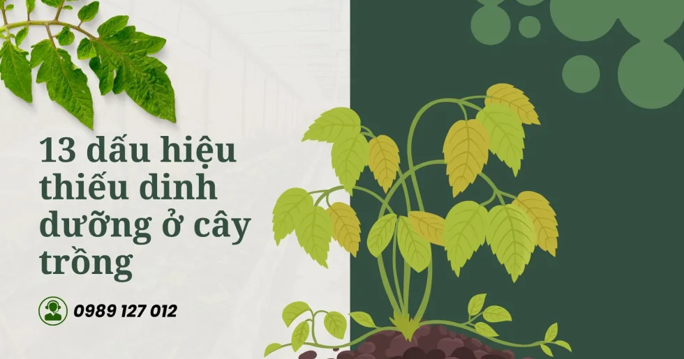 13 dấu hiệu thiếu dinh dưỡng ở cây trồng và cách cứu chữa