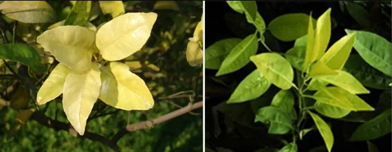 13 dấu hiệu thiếu dinh dưỡng ở cây trồng - Thiếu lưu huỳnh