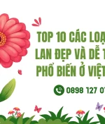 Top 10 các loại hoa lan đẹp và dễ trồng phổ biến ở Việt Nam