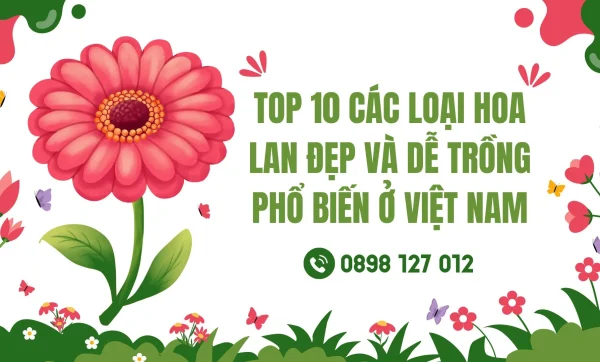 Top 10 các loại hoa lan đẹp và dễ trồng phổ biến ở Việt Nam