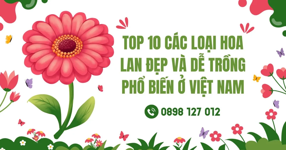 Top 10 các loại hoa lan đẹp và dễ trồng phổ biến ở Việt Nam