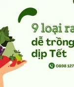 9 loại rau củ dễ trồng giúp bạn tiết kiệm chi phí chợ Tết