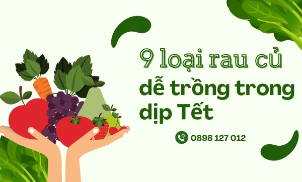9 loại rau củ dễ trồng giúp bạn tiết kiệm chi phí chợ Tết