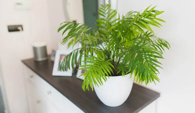 Cây cảnh để bàn - Cây cau tiểu trâm