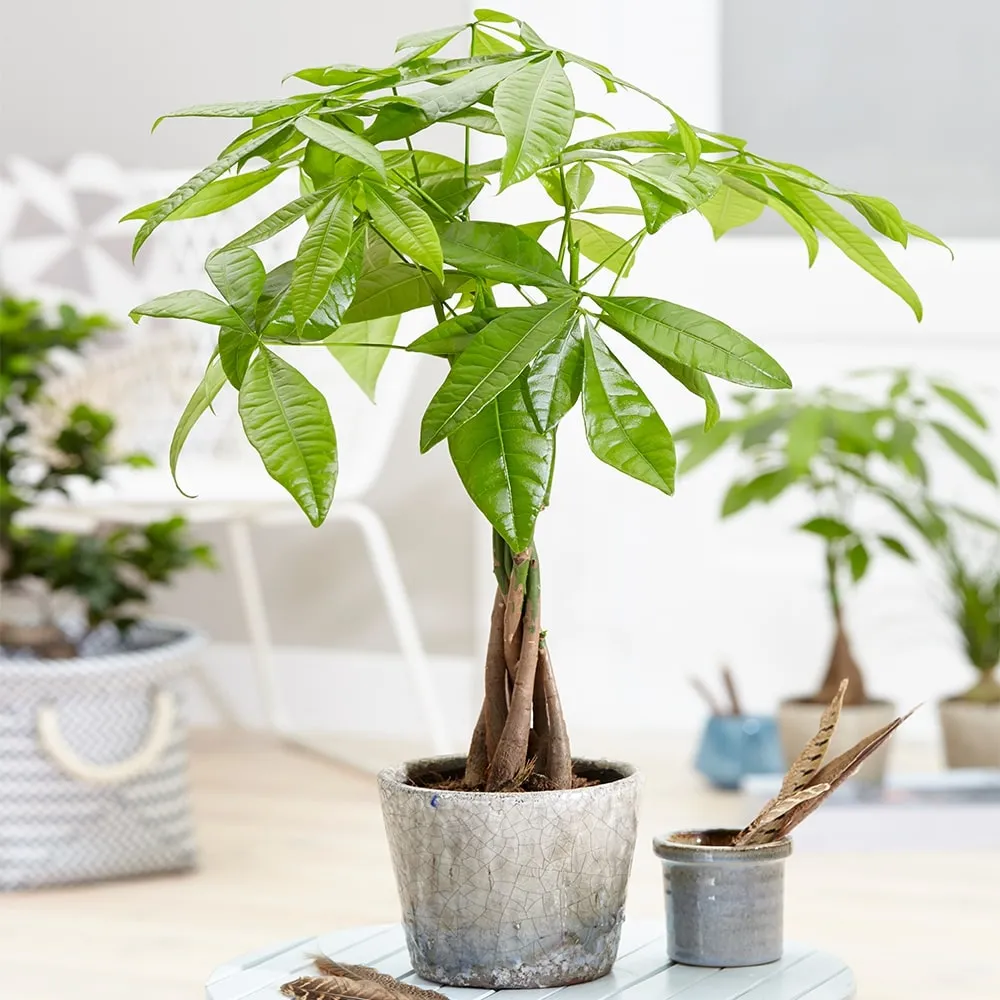 Cây cảnh để bàn - Cây kim ngân