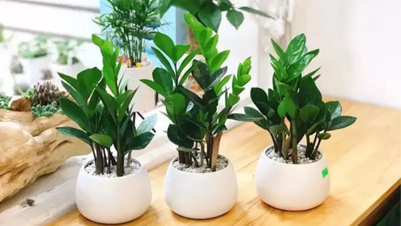 Cây cảnh để bàn - Cây kim tiền