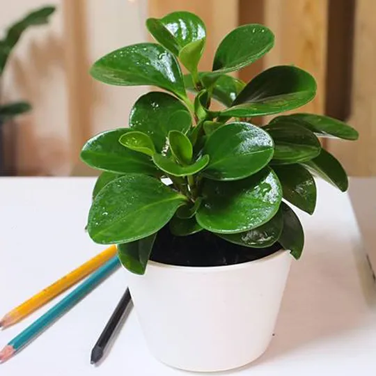 Cây cảnh để bàn - Cây trường sinh