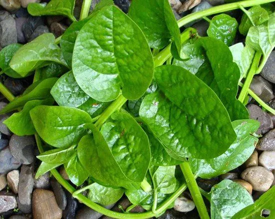 9 loại rau dễ trồng dịp Tết - Mồng tơi