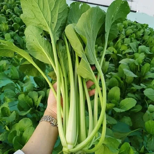 9 loại rau dễ trồng dịp Tết - Rau cải ngọt