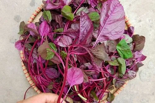 9 loại rau dễ trồng dịp Tết - Rau dền