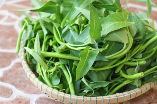 9 loại rau dễ trồng dịp Tết - Rau muống