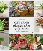 Cây cảnh để bàn làm việc nhỏ xinh, hút tài lộc cả năm