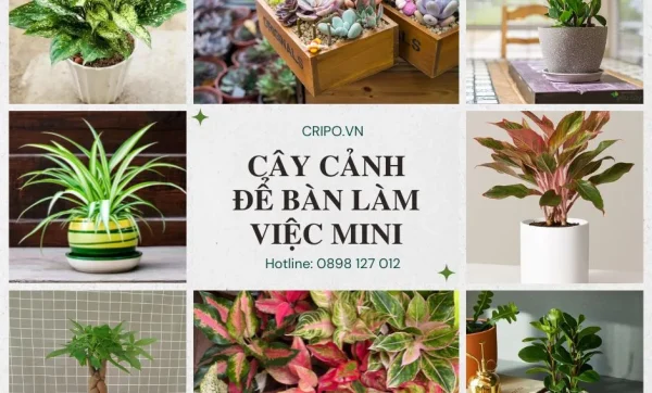 Cây cảnh để bàn làm việc nhỏ xinh, hút tài lộc cả năm