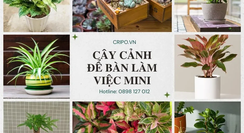 Cây cảnh để bàn làm việc nhỏ xinh, hút tài lộc cả năm